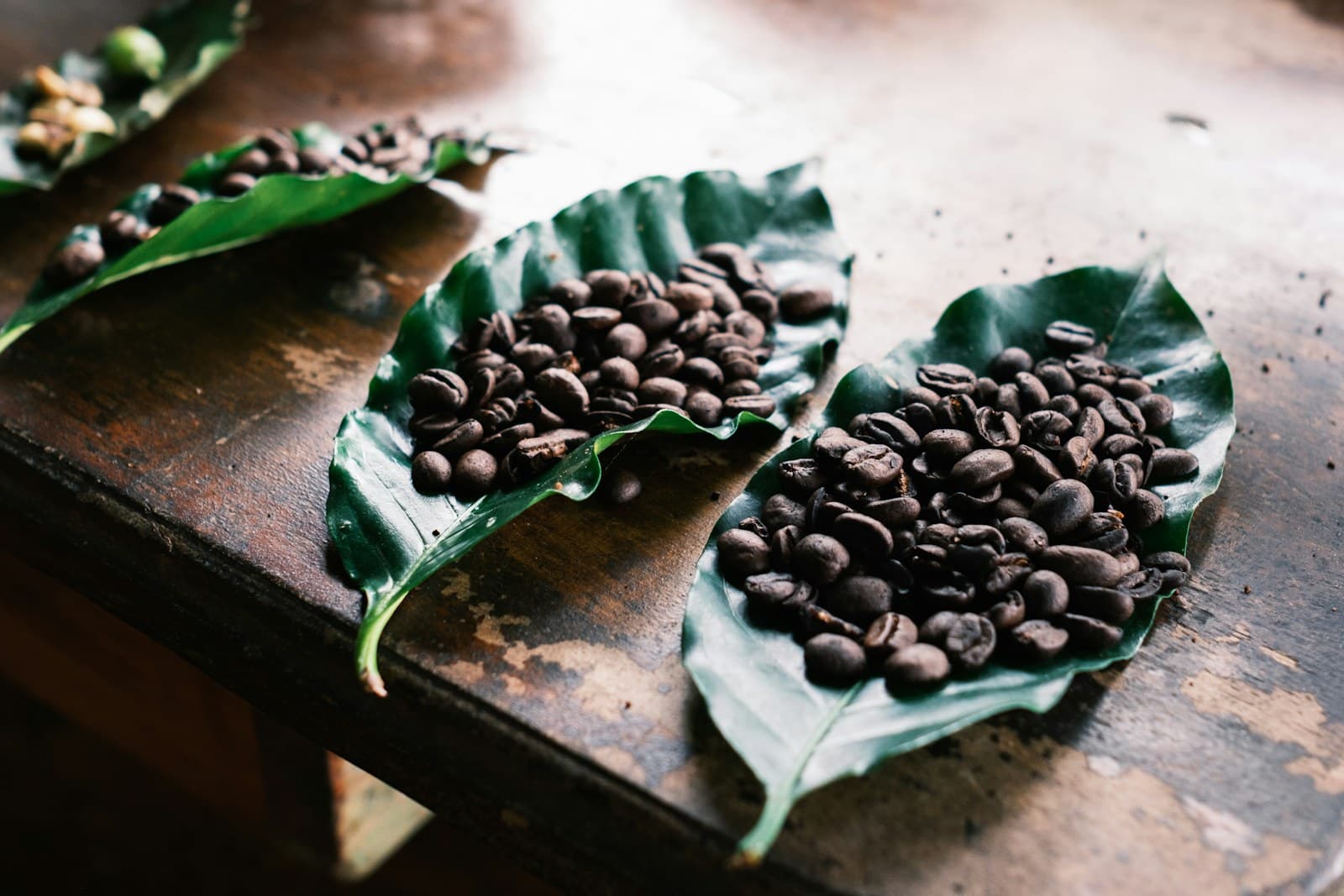 Grains de café d'une plantation costaricaine