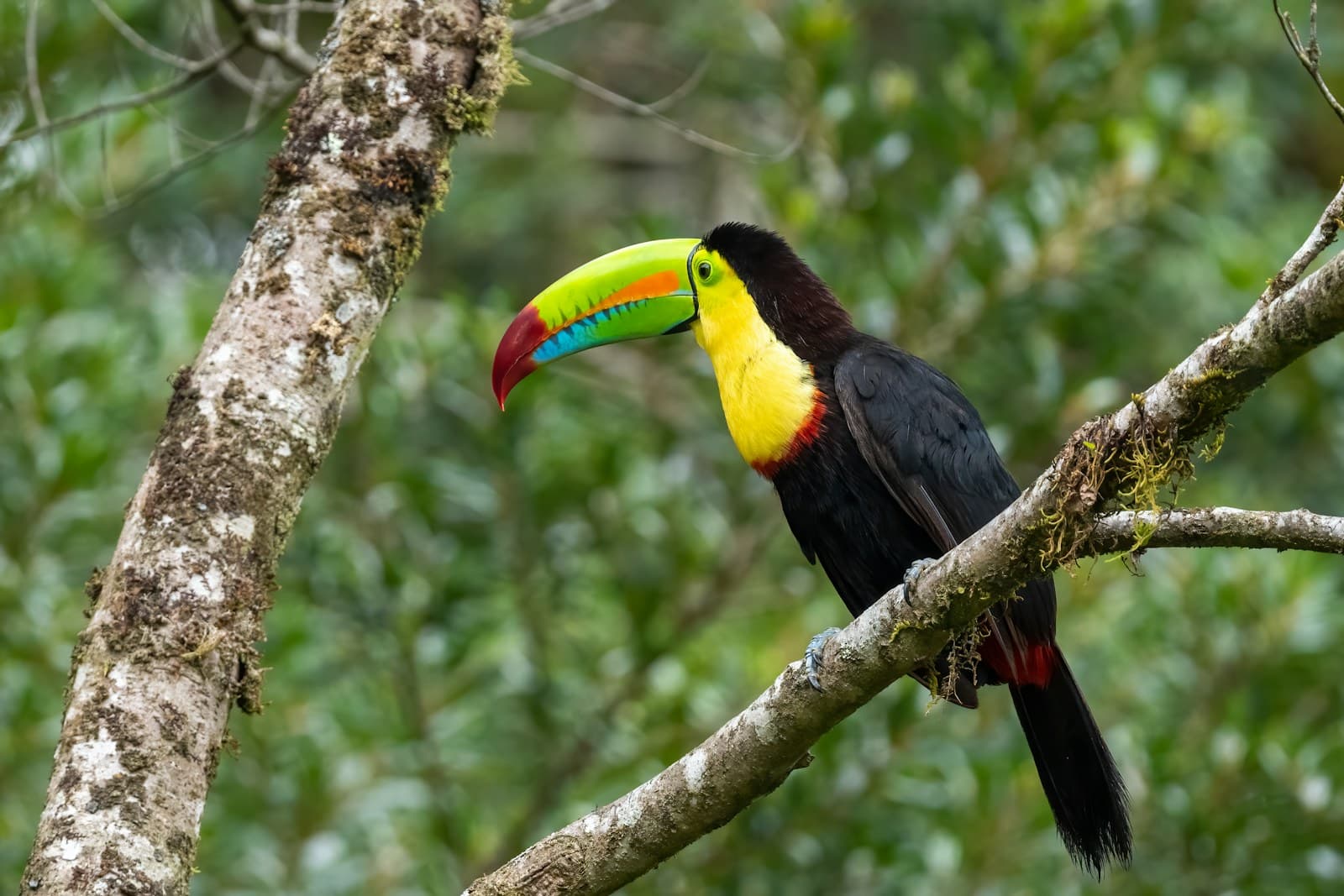 Quetzal sur un arbre de forêt nuageuse, Costa Rica