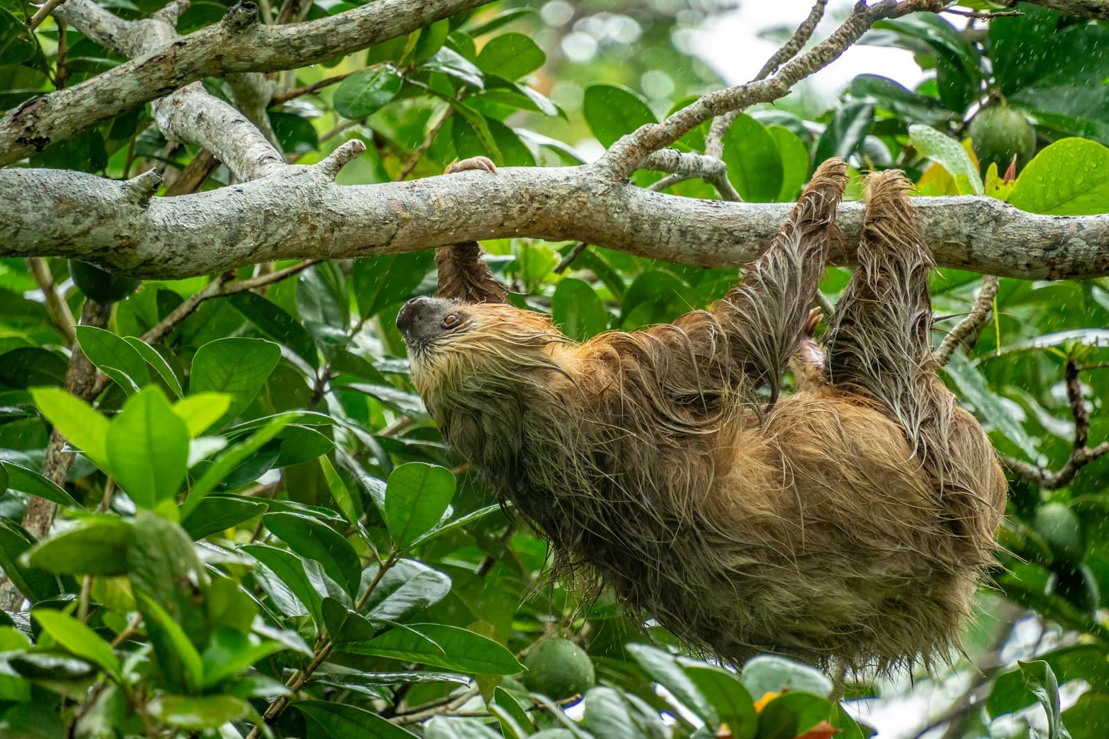 Paresseux à trois doigts accroché à un arbre, Costa Rica
