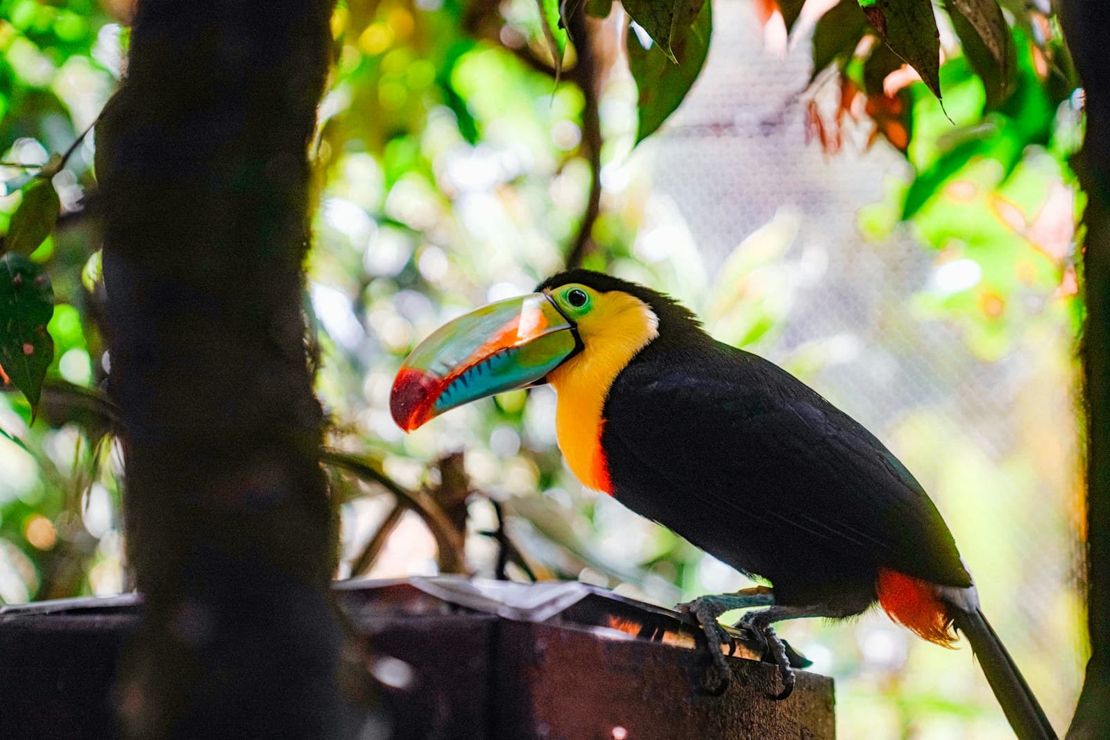 Toucan à carène dans la forêt tropicale du Costa Rica