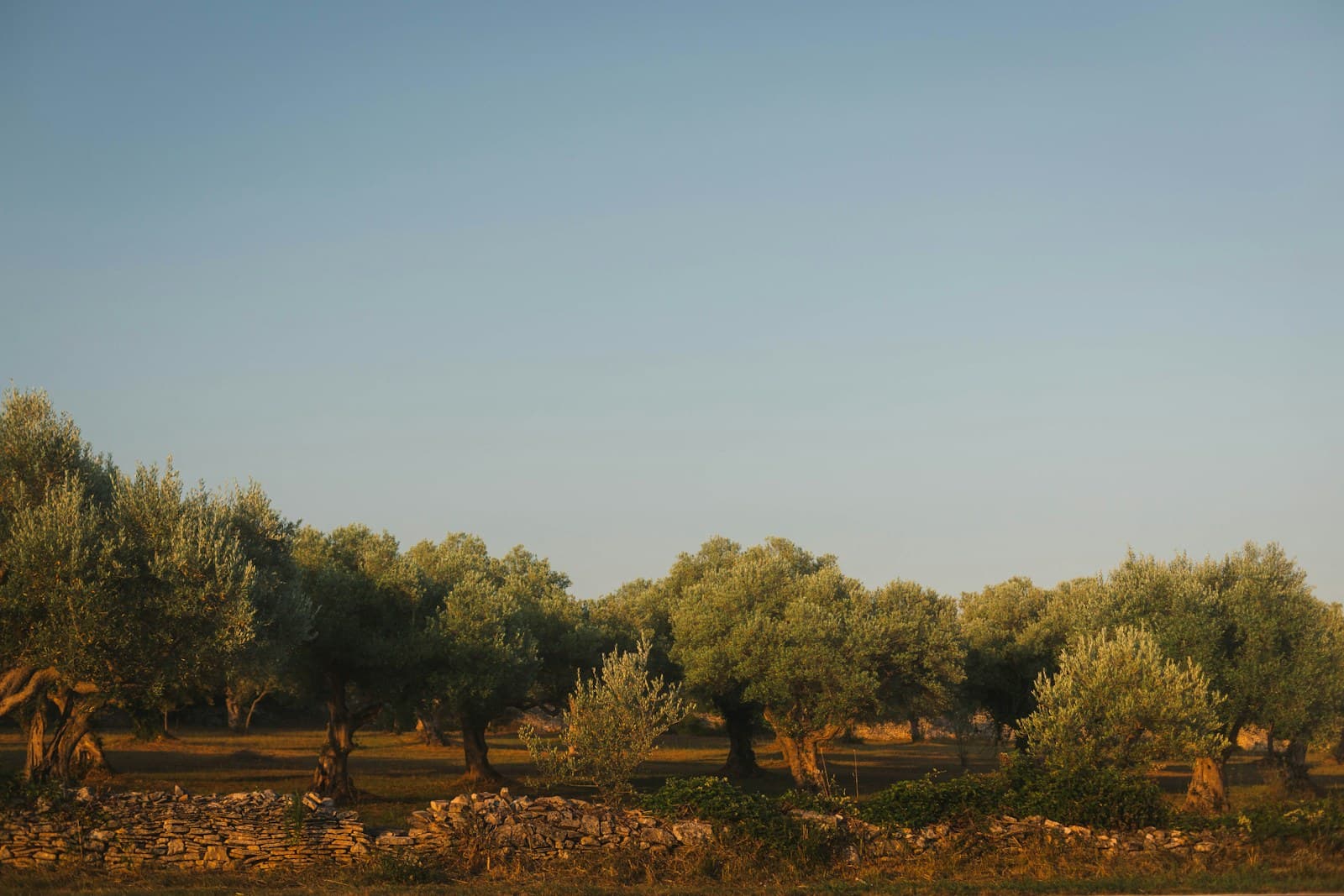 Huile d'olive croate et produits méditerranéens
