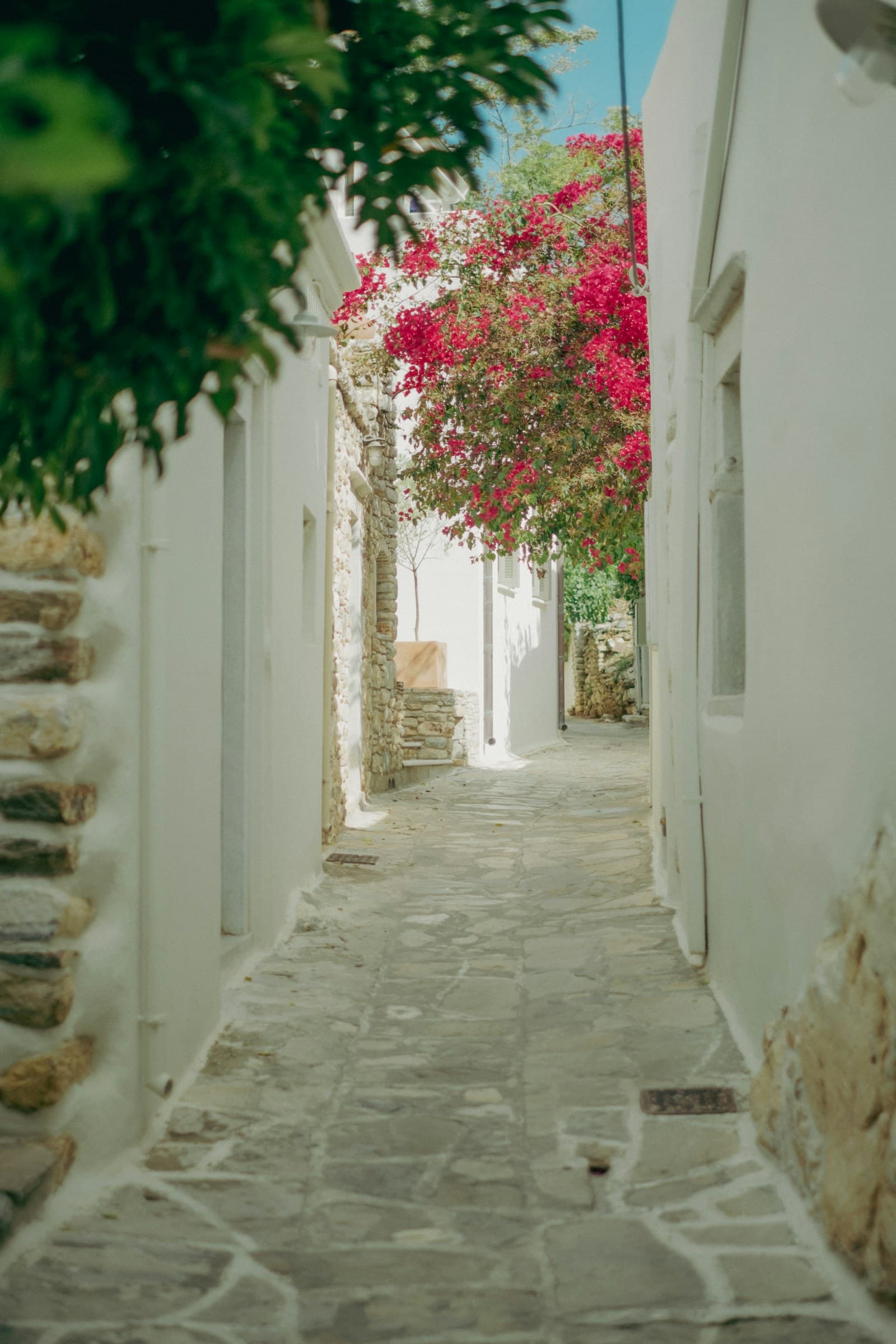 Ruelle blanche de Naxos avec bougainvilliers