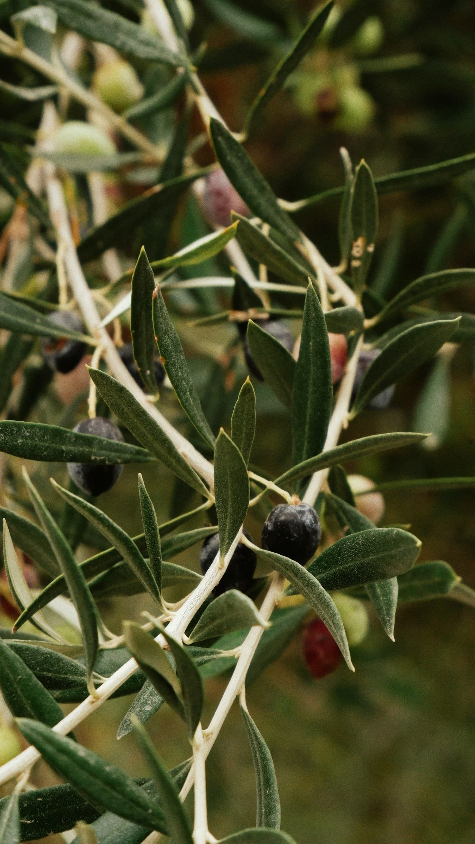 Olives grecques et huile d'olive