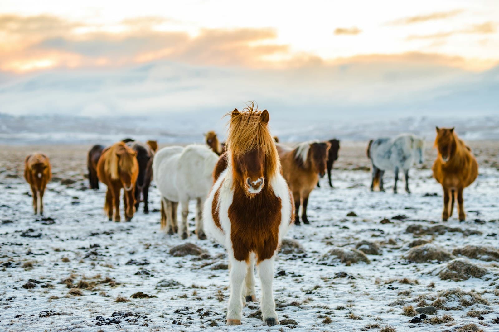 Icelandic horse in a green field