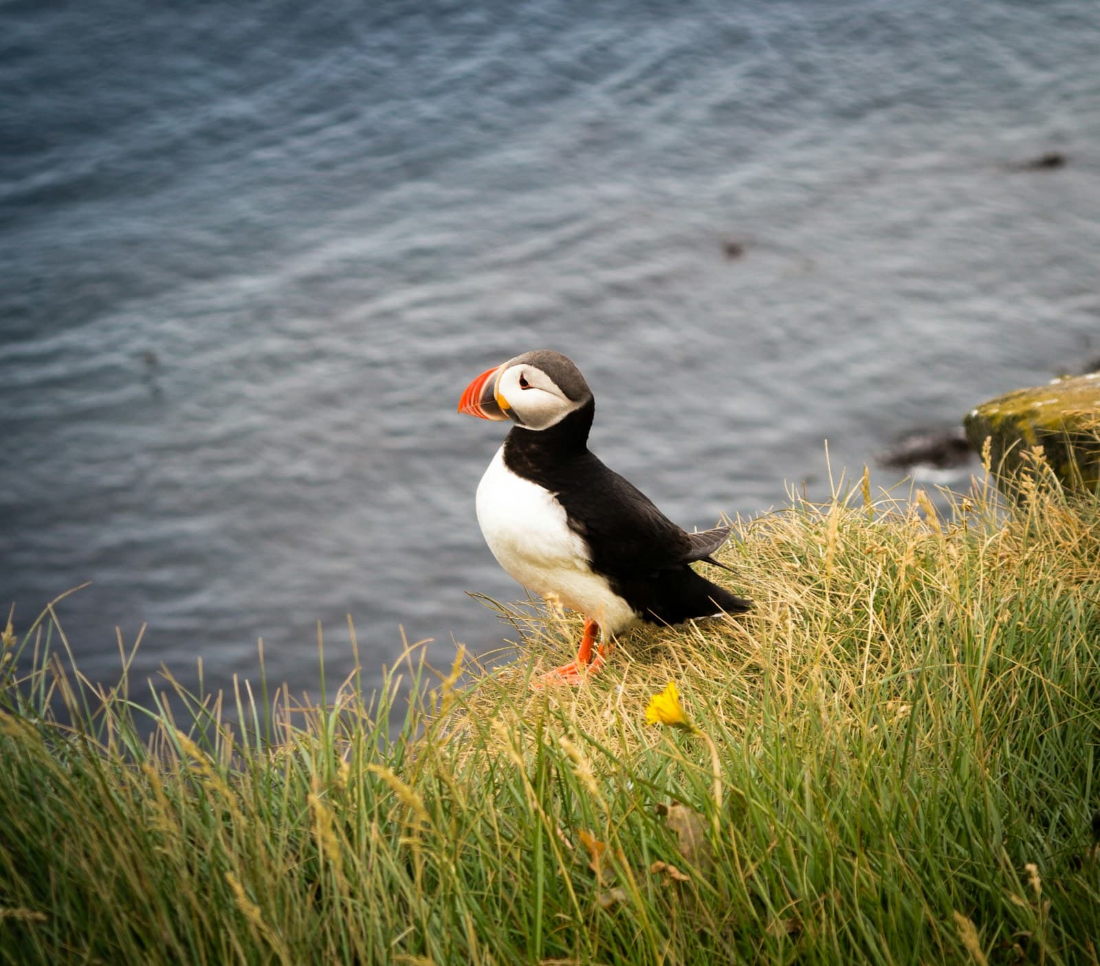 Atlantic puffins on Icelandic sea cliffs