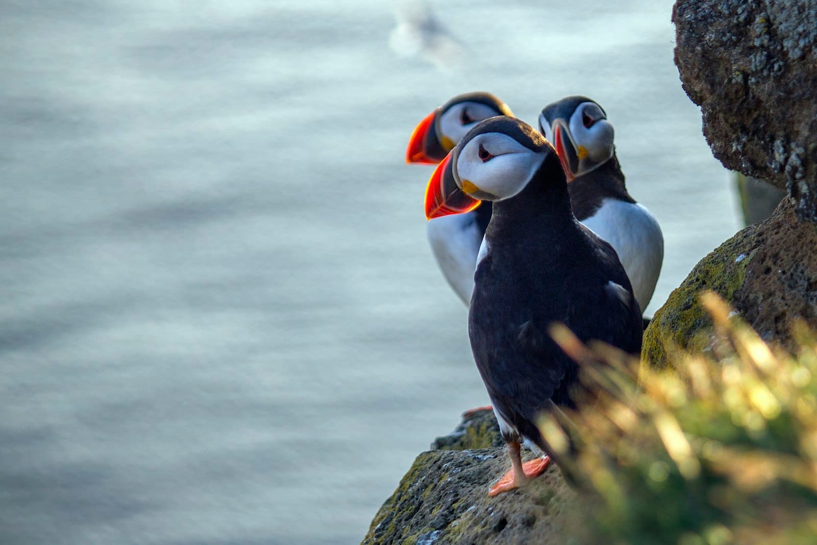 Atlantic puffin on Icelandic cliffs