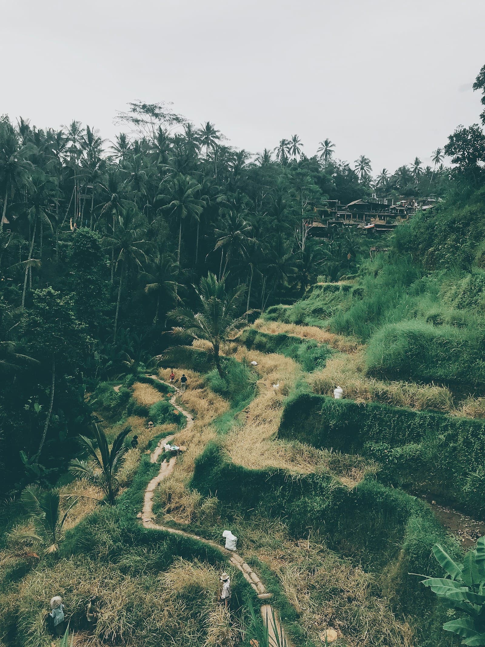 Tegalalang rice terraces near Ubud, Bali