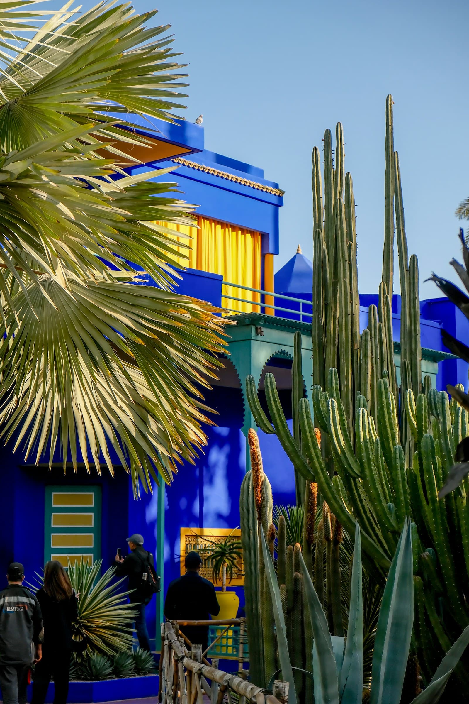 Cobalt blue walls and cacti at Jardin Majorelle, Marrakech