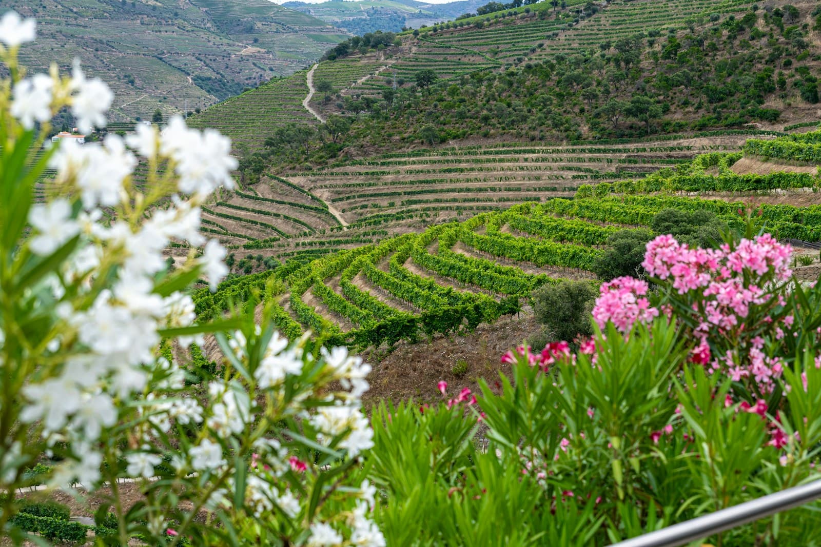 Terraced vineyards above the Douro river in Portugal