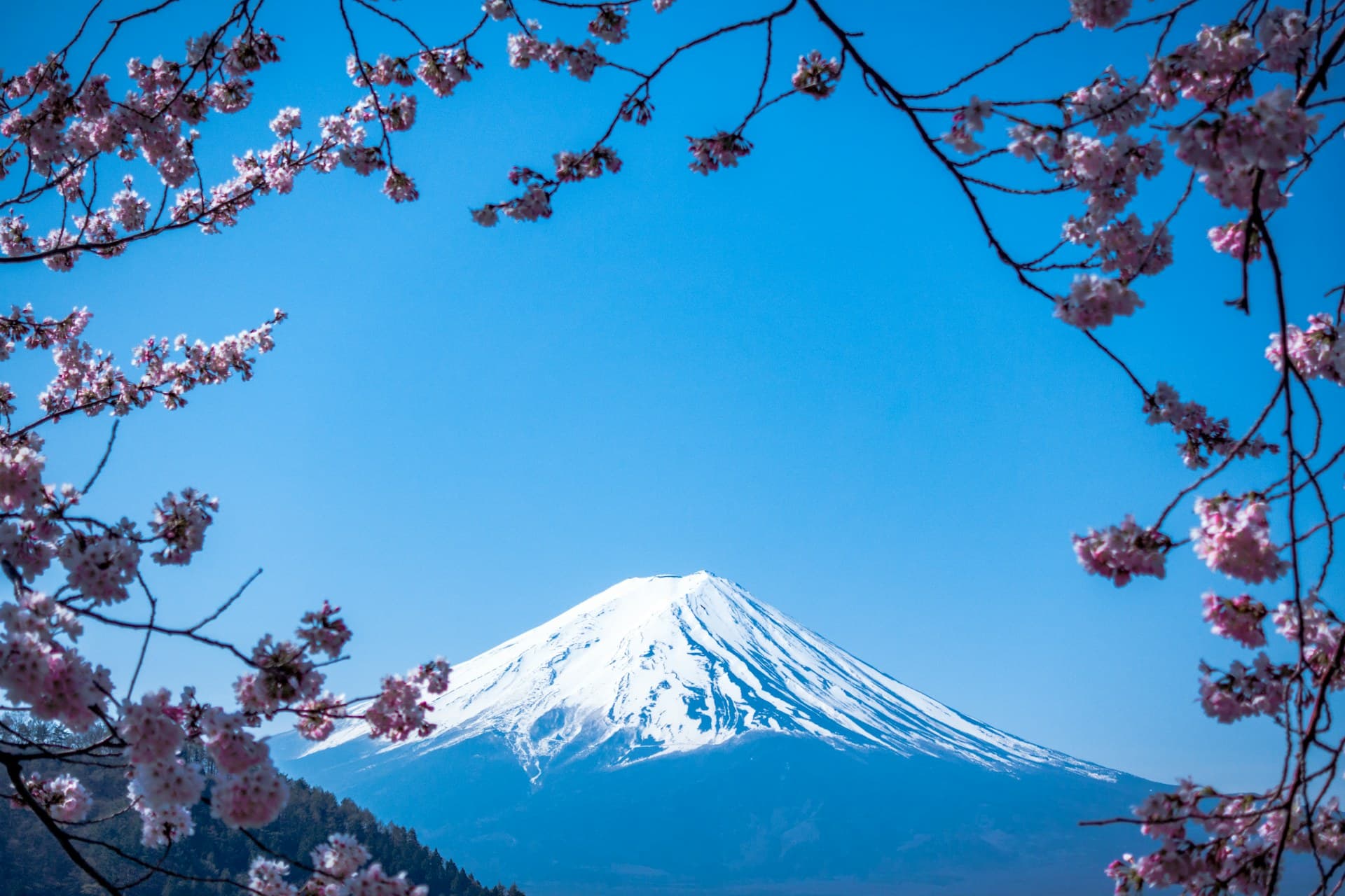 Mount Fuji at sunrise with cherry blossoms in the foreground