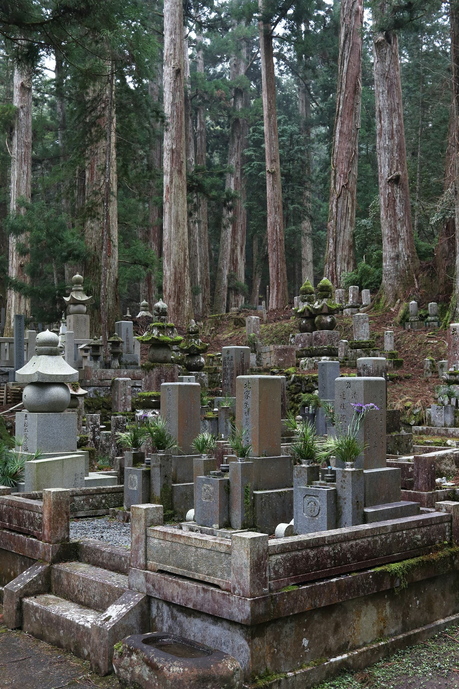 Stone lanterns and cedar trees in Okunoin cemetery, Mt Koya