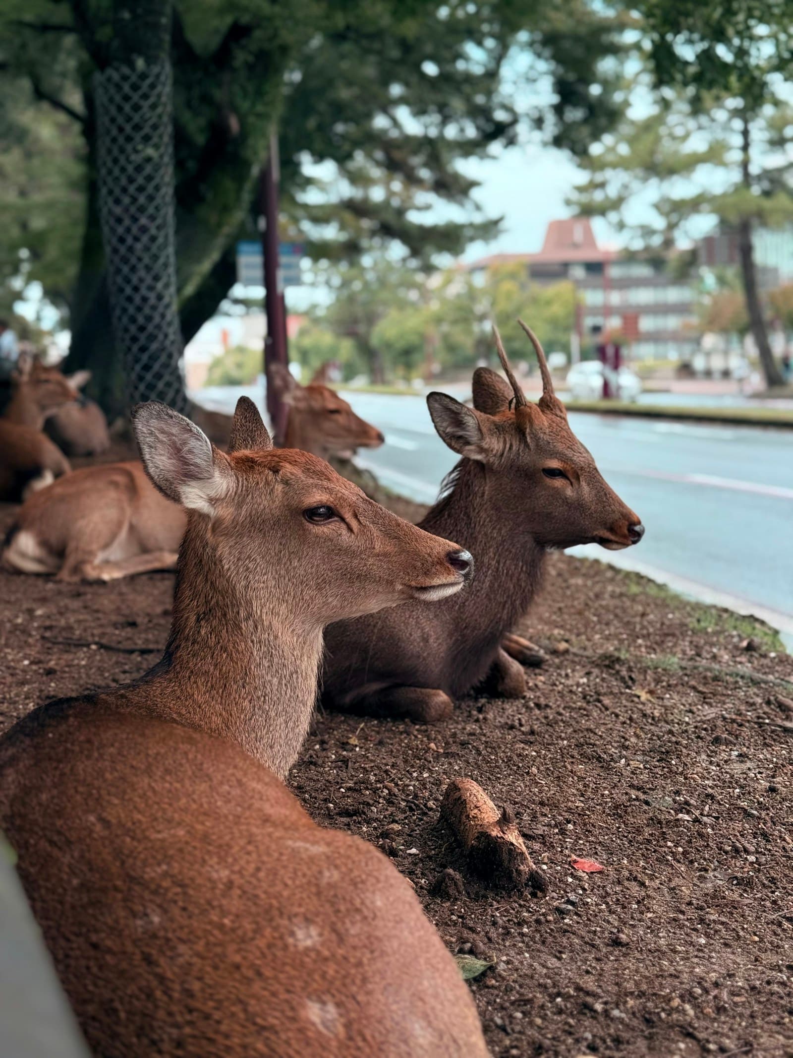 Sika deer in front of a temple gate in Nara Park