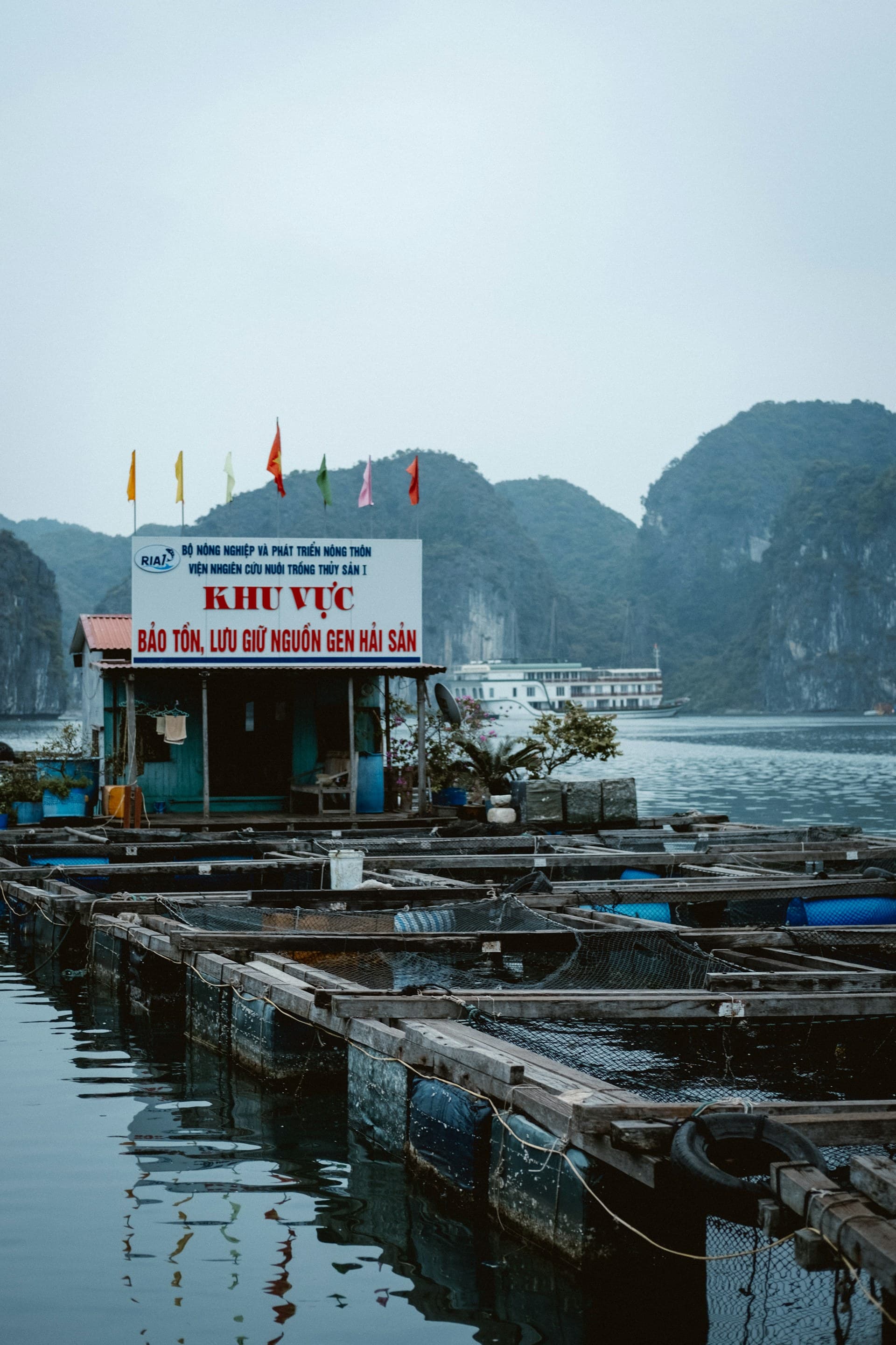 Limestone karsts and traditional junk boats in Halong Bay